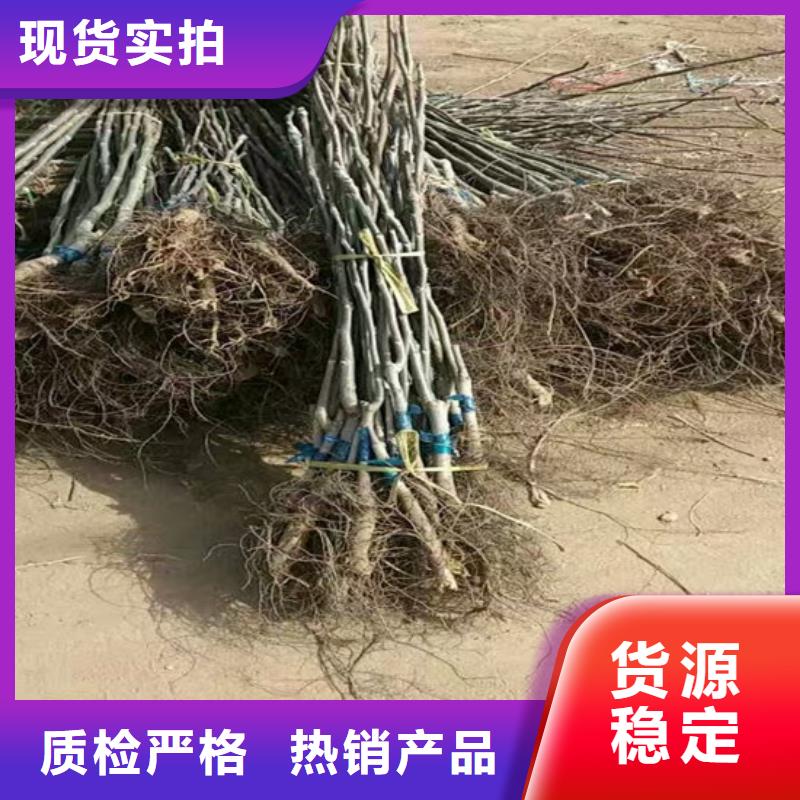 核桃苗【毛蟠桃树苗】货源足质量好