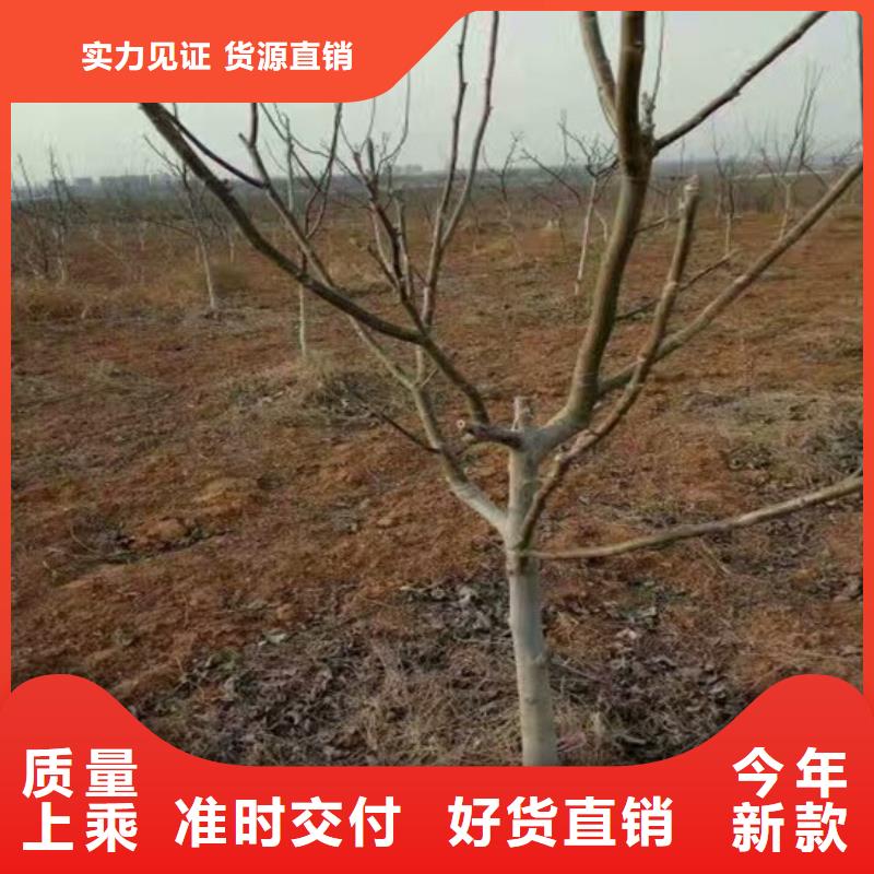 核桃苗大棚草莓苗质量不佳尽管来找我