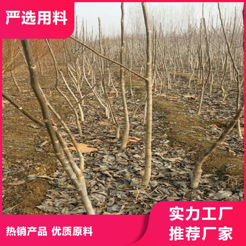 核桃苗【桃树苗基地】品质服务