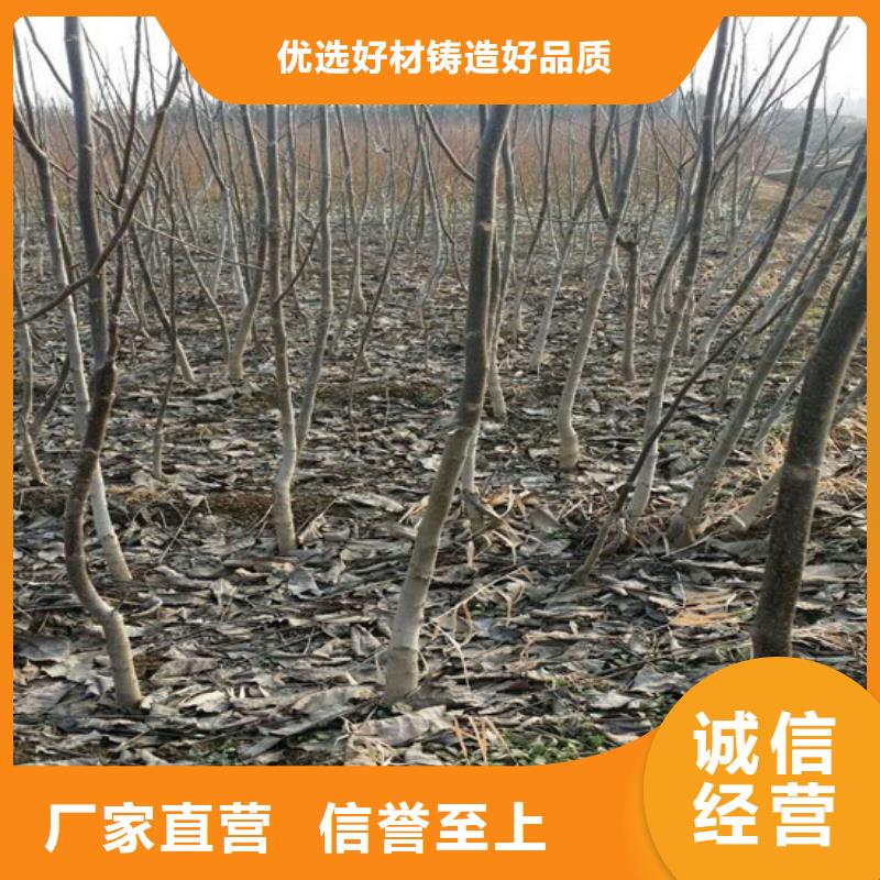 核桃苗【毛蟠桃树苗】货源足质量好