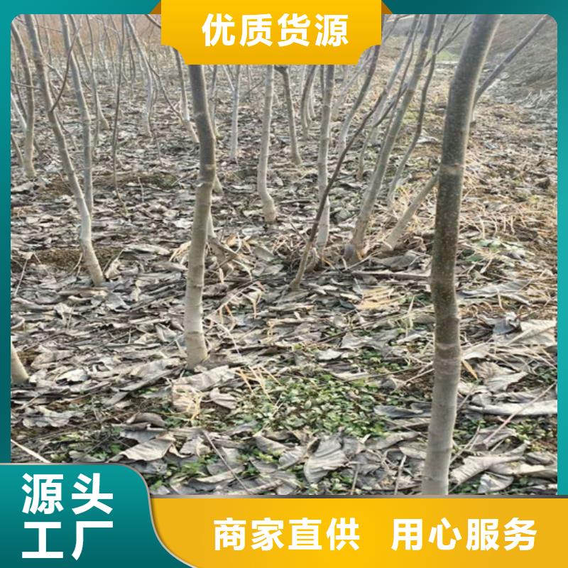 【核桃苗梨树苗按需定做】