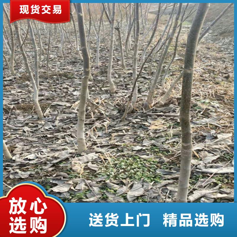 核桃苗果树苗批发基地资质认证