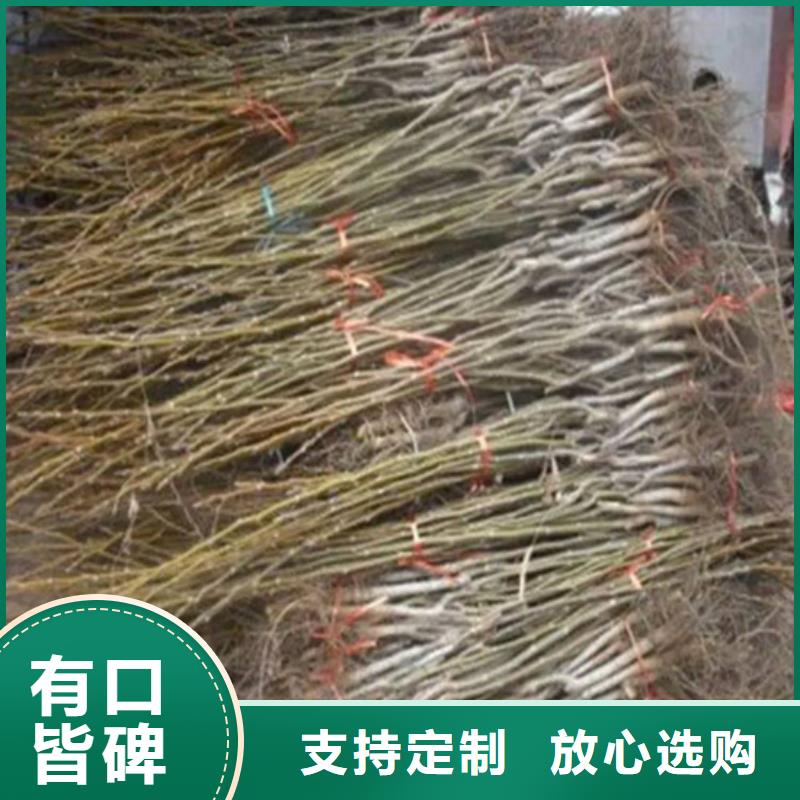 核桃苗-白桃树苗价格实惠工厂直供