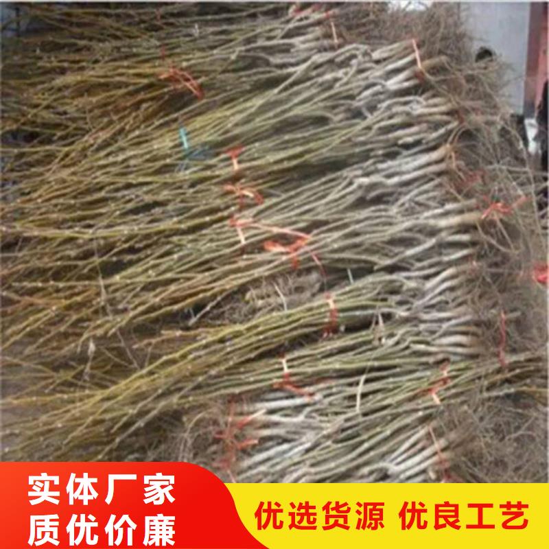 核桃苗_黄金苹果树苗基地品质保证