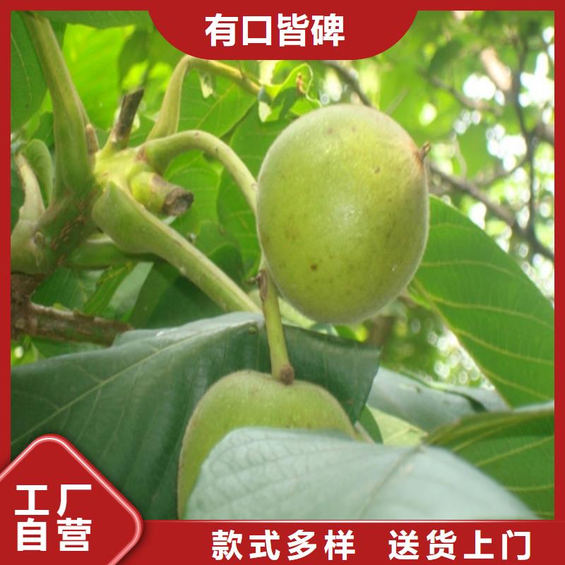 辽核树苗种植条件