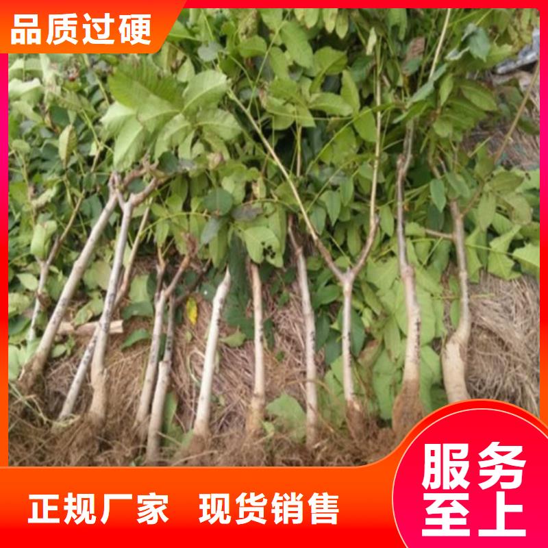 核桃苗,【草莓苗价格】资质认证