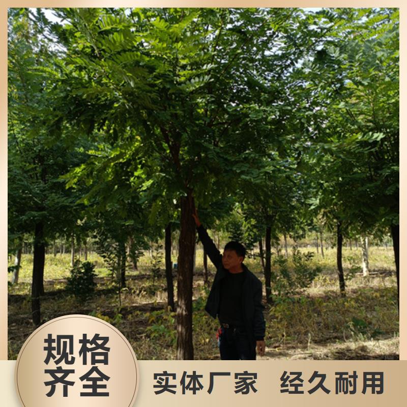 法桐价格种植基地绿化乔木