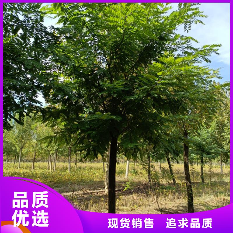 法桐价格种植基地绿化苗木