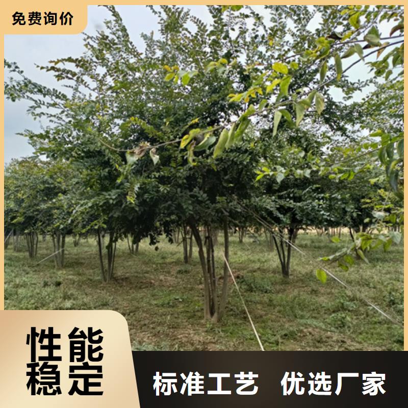 法桐小苗质量放心苗木基地