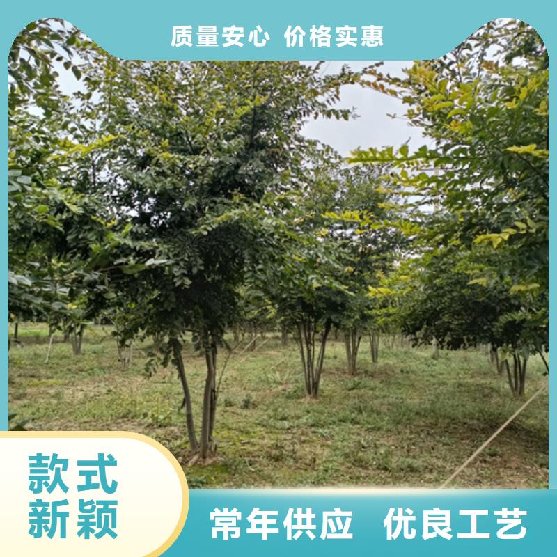 法桐价格种植基地绿化乔木