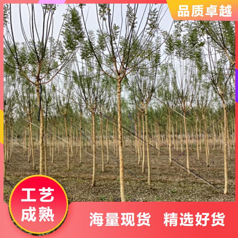 法桐价格种植基地绿化乔木