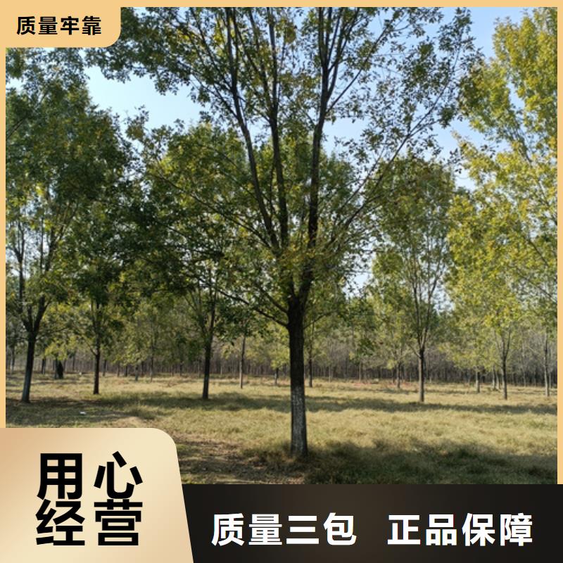 法桐小苗择优推荐苗木基地