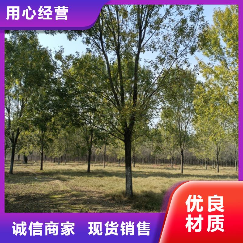 法桐价格优惠苗木基地