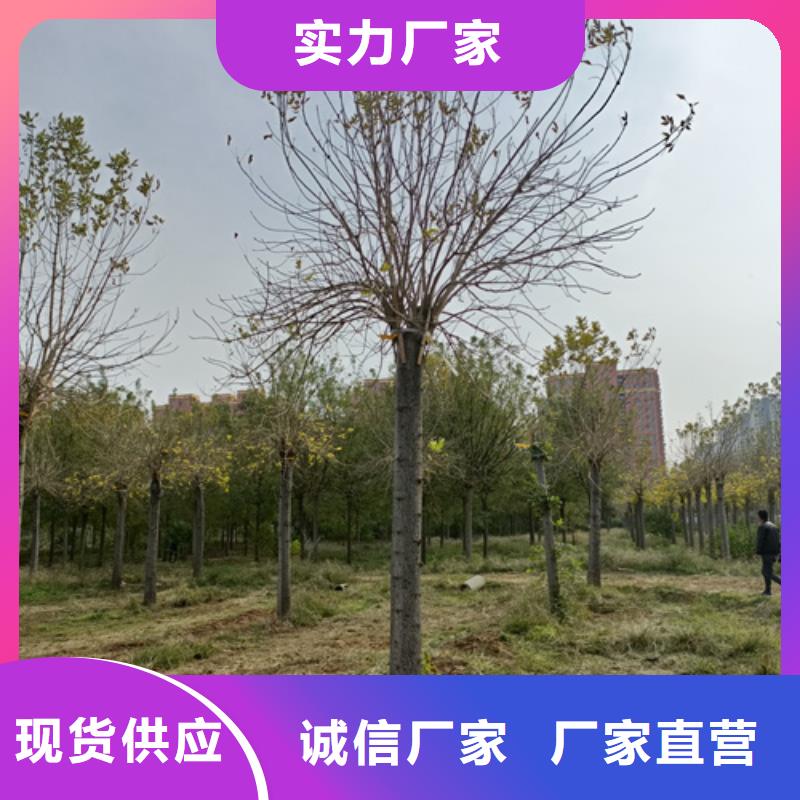 速生法桐种植基地绿化苗木