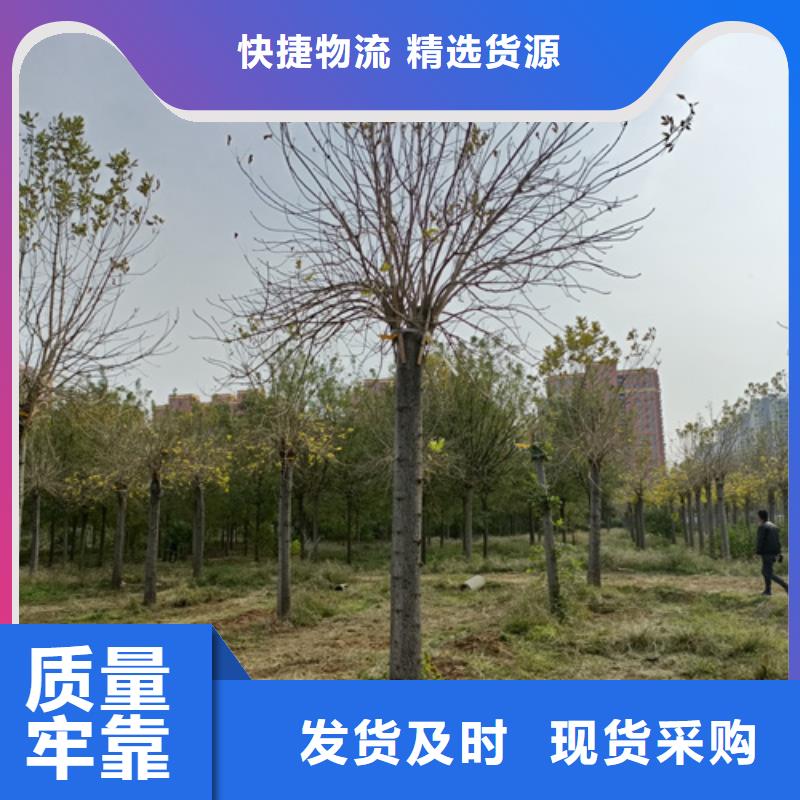 法桐小苗生产商_翌昊苗木种植基地