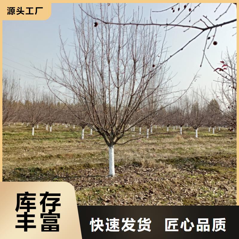 法桐价格种植基地绿化苗木