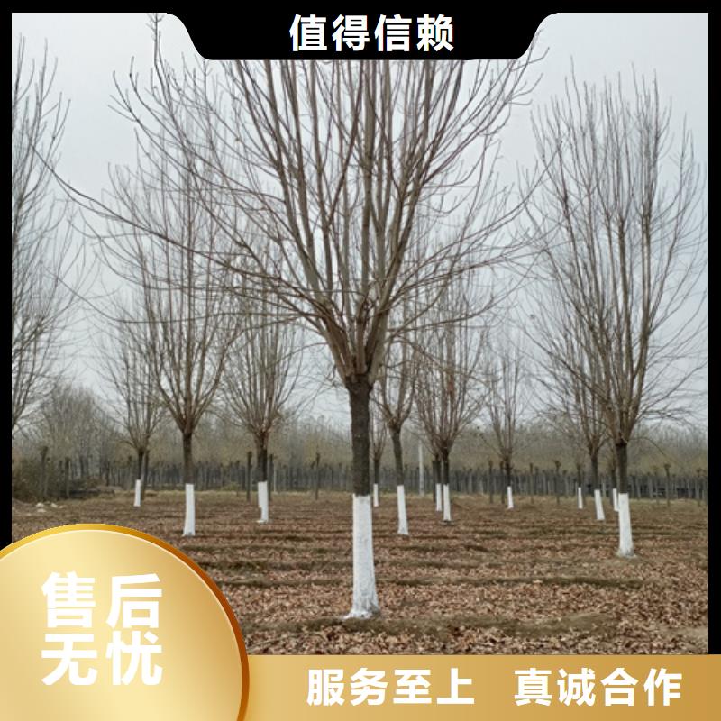 法桐价格优惠苗木基地