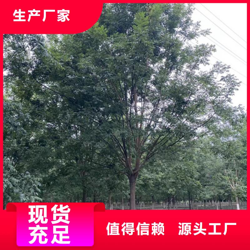 选购造型法桐认准翌昊苗木种植基地