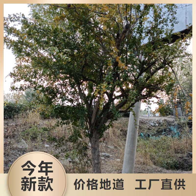 法桐厂家-翌昊苗木种植基地