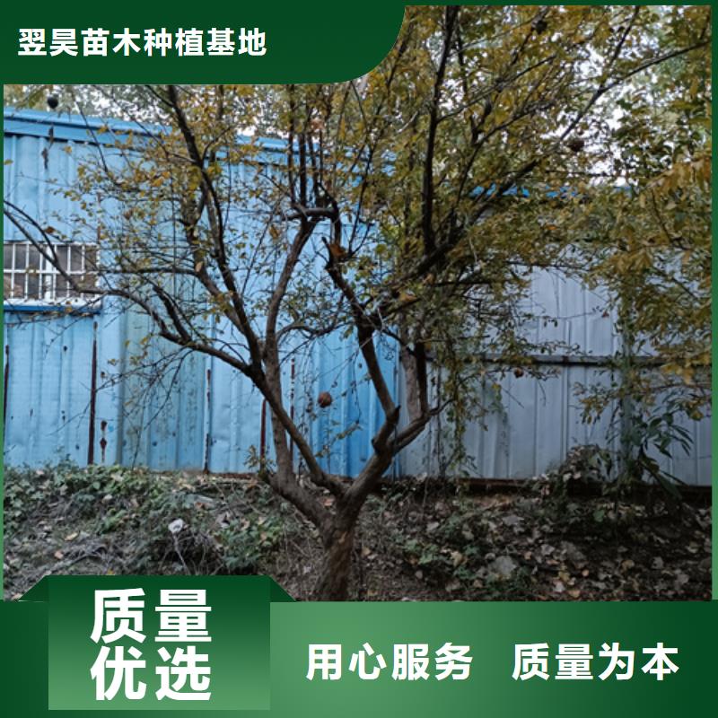 速生法桐采购价格苗木基地