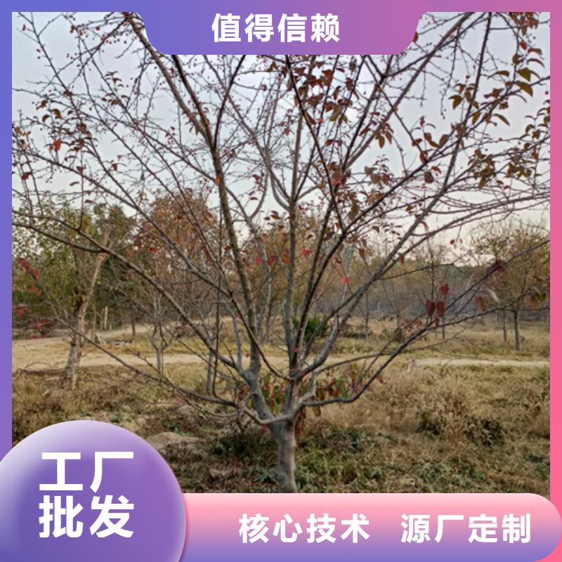 法桐价格现货直供苗木基地