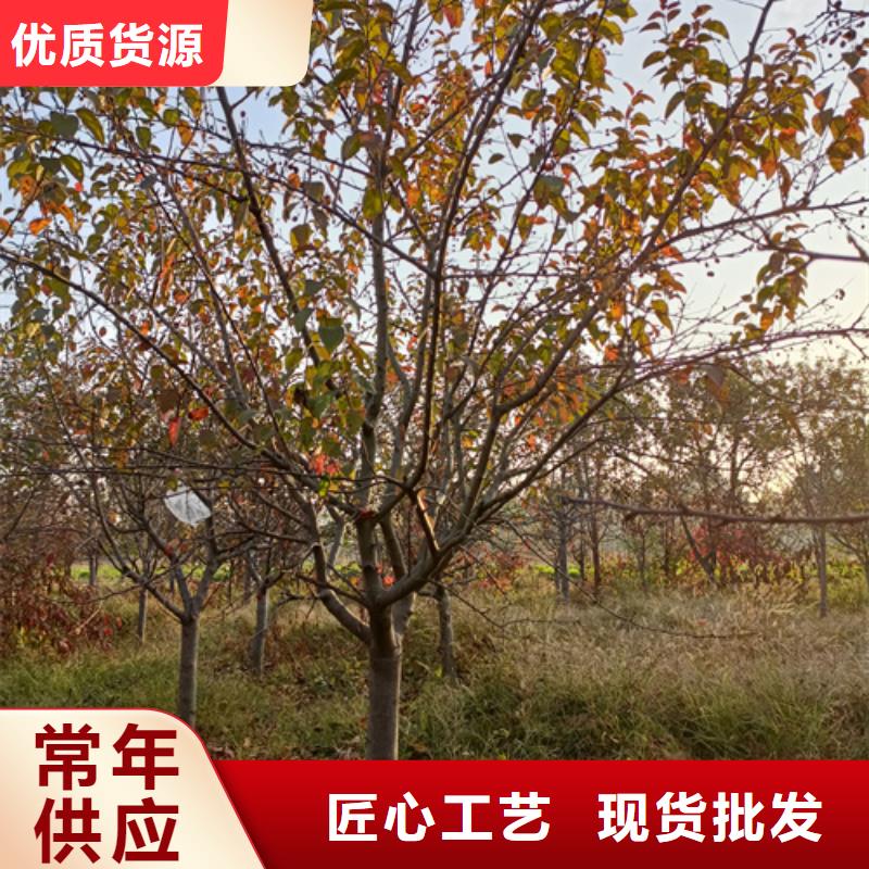 法桐价格种植基地绿化苗木