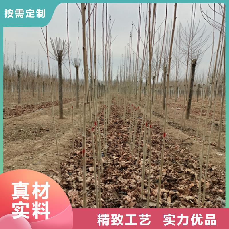 法桐价格欢迎电询苗木基地