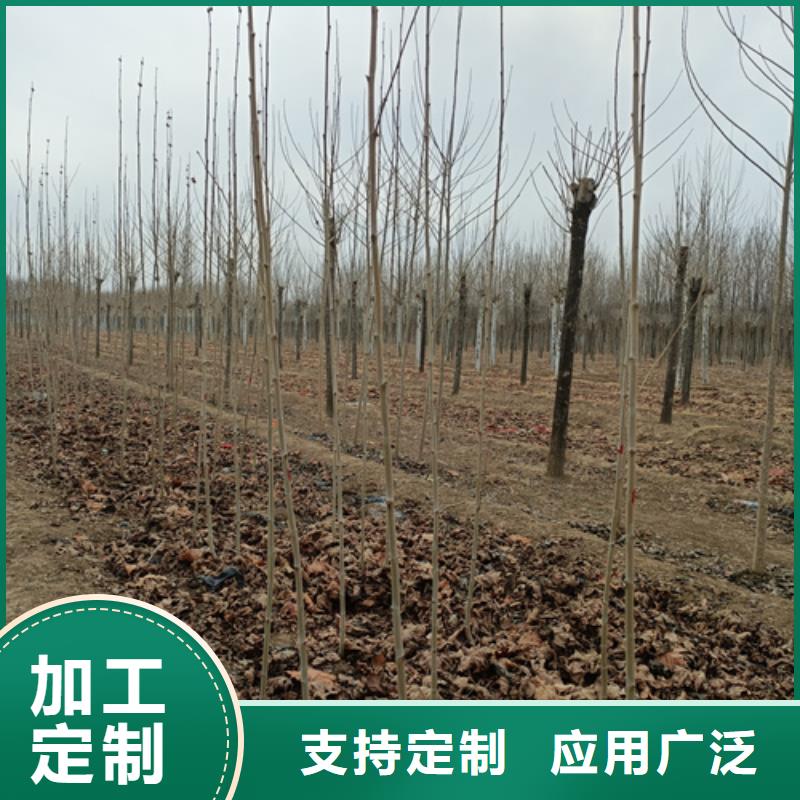 法桐价格承诺守信苗木基地