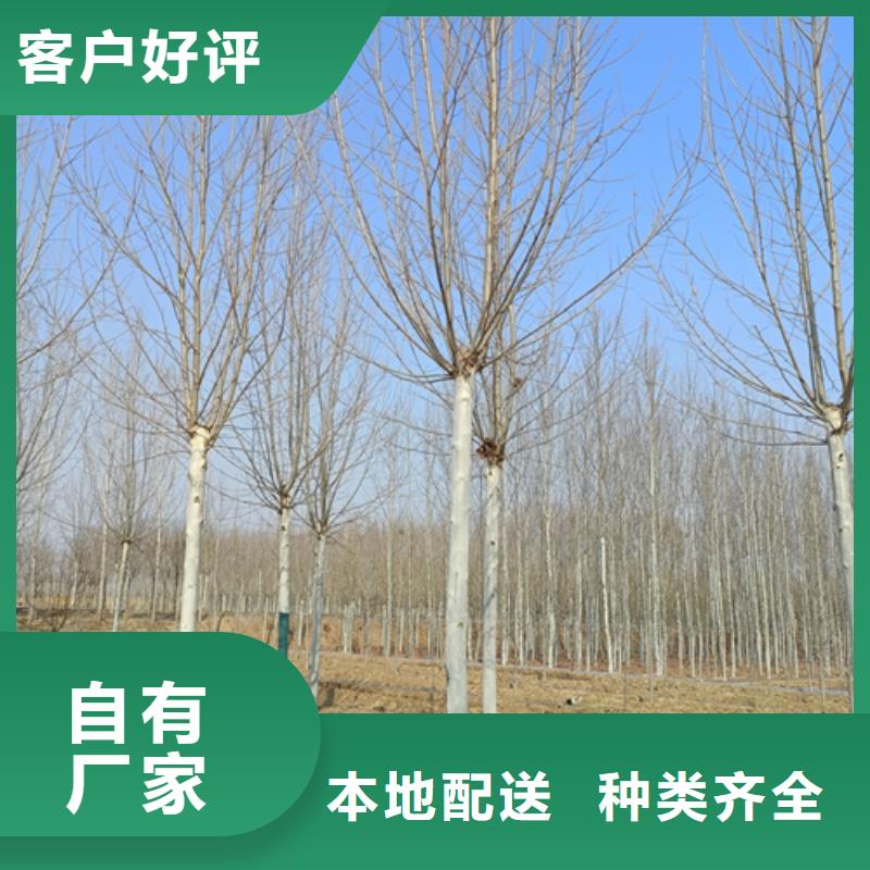 法桐价格现货齐全苗木基地