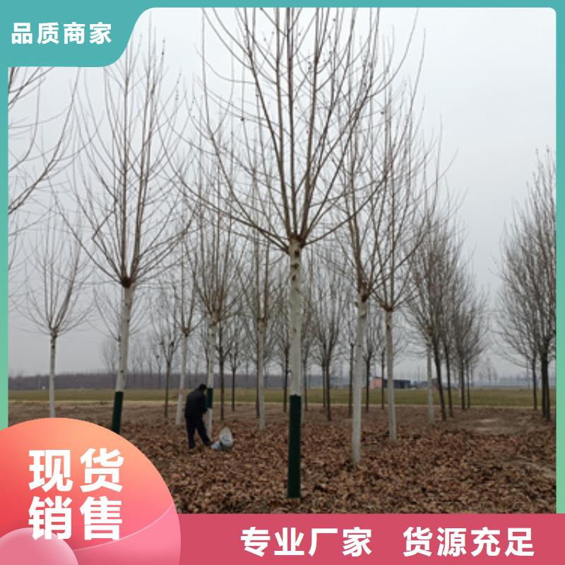 法桐价格种植基地绿化乔木