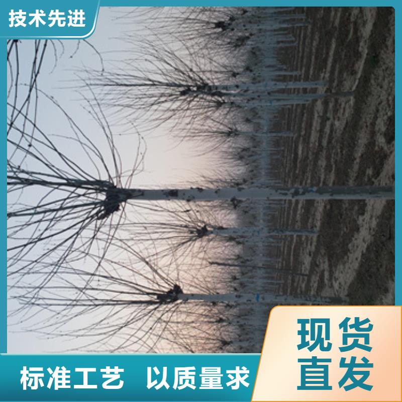 法桐小苗种植基地绿化乔木