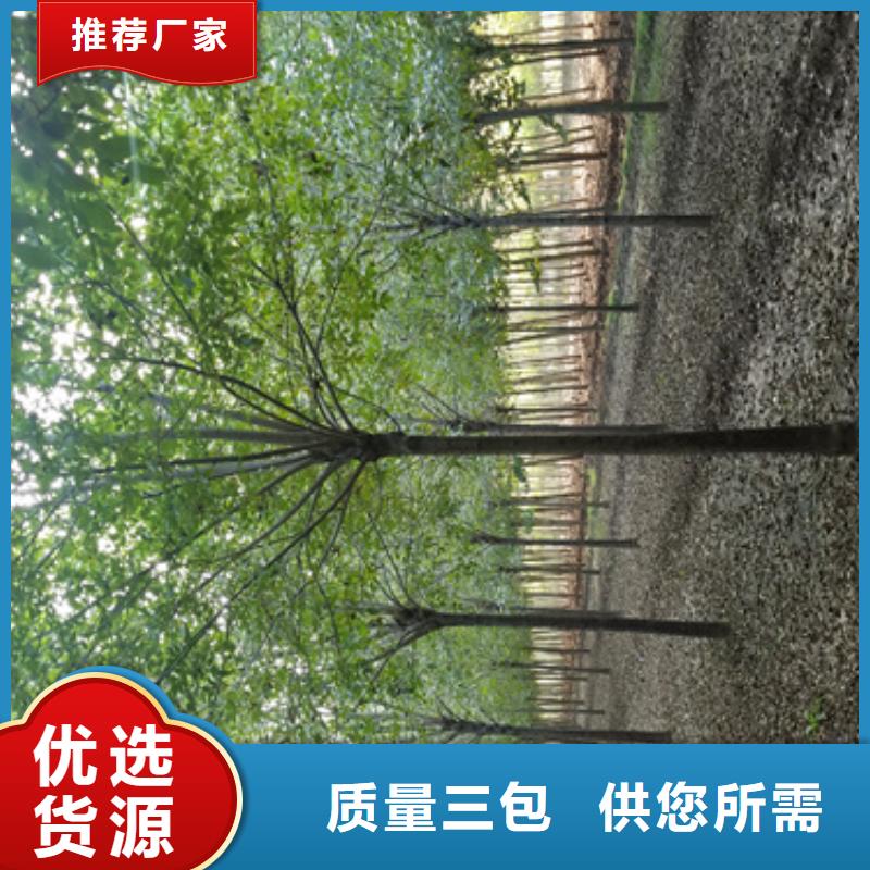 法桐价格种植基地绿化乔木