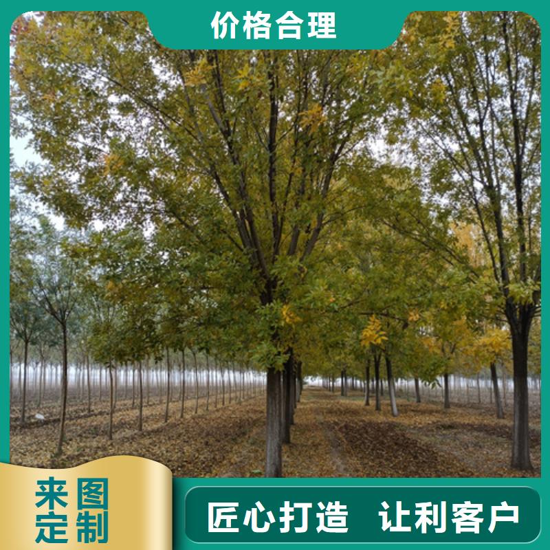 法桐价格种植基地绿化苗木