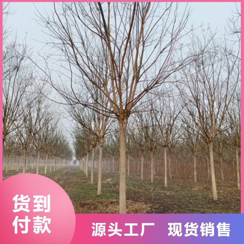 速生法桐种植基地绿化苗木