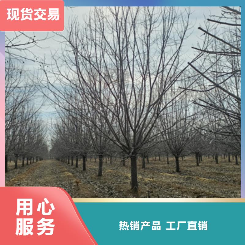 选购造型法桐认准翌昊苗木种植基地