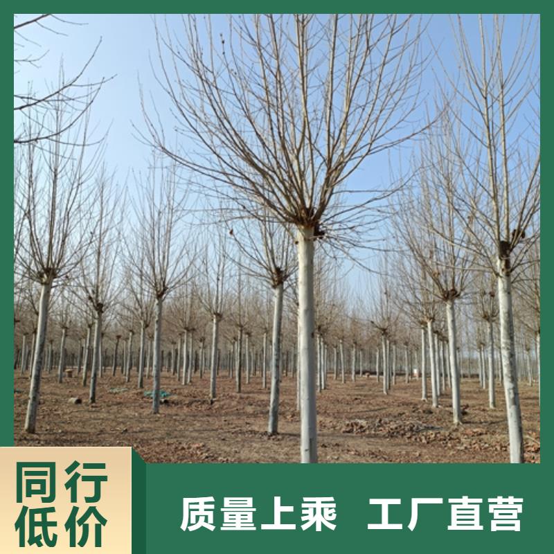 造型法桐质量放心绿化乔木