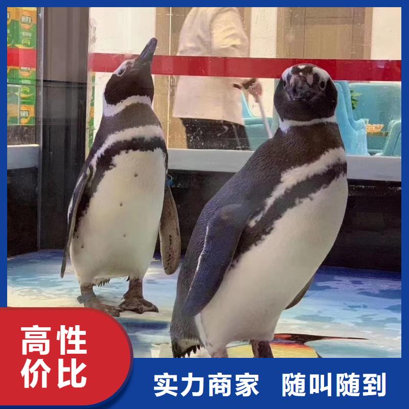 企鹅出租海洋主题