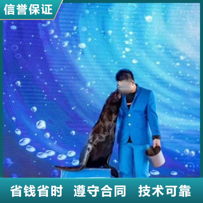 海洋主题动物表演小马戏出租免费咨询