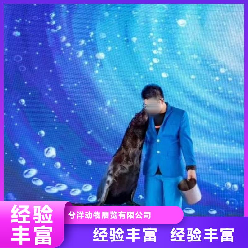 附近美人鱼表演出租价格优惠