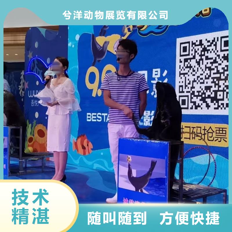 海洋主题动物表演【出租海狮表演】欢迎询价