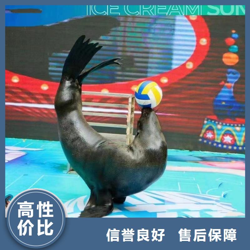 实力公司(兮洋)海洋主题动物表演,鹦鹉表演拒绝虚高价