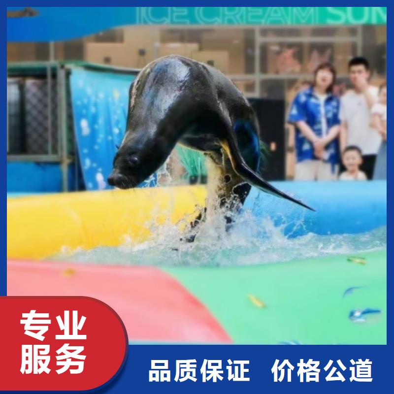 正规公司【兮洋】【海洋主题动物表演】海狮表演出租2024公司推荐