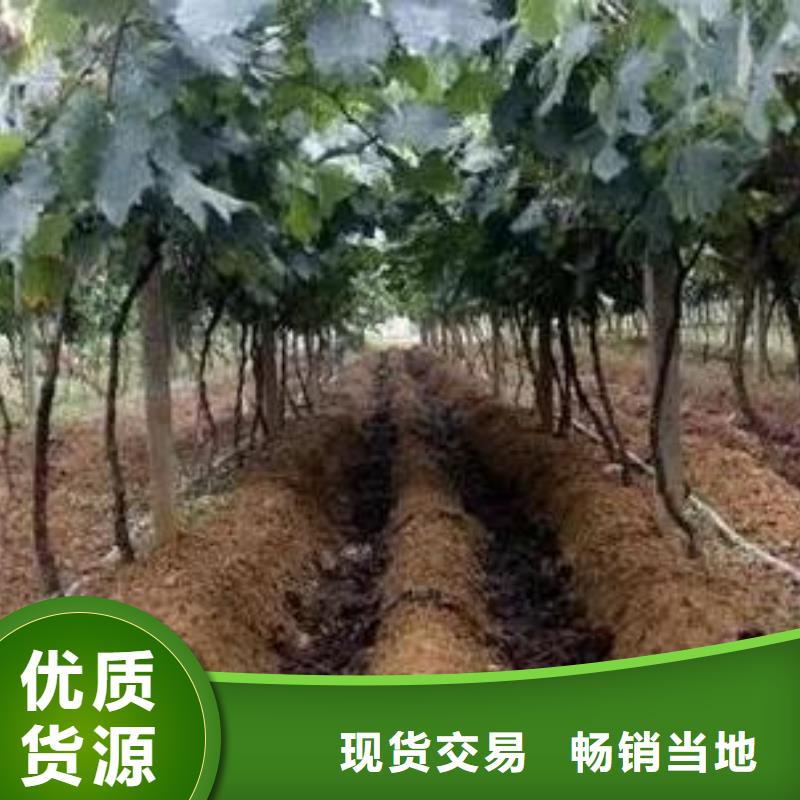 许昌咨询市有机肥改良土豆地土壤