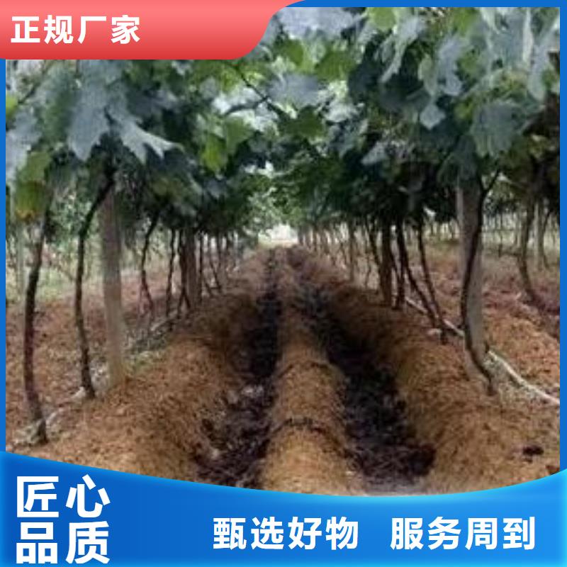 《香满路》惠州东莞深圳鸡粪有机肥生态园土壤肥沃