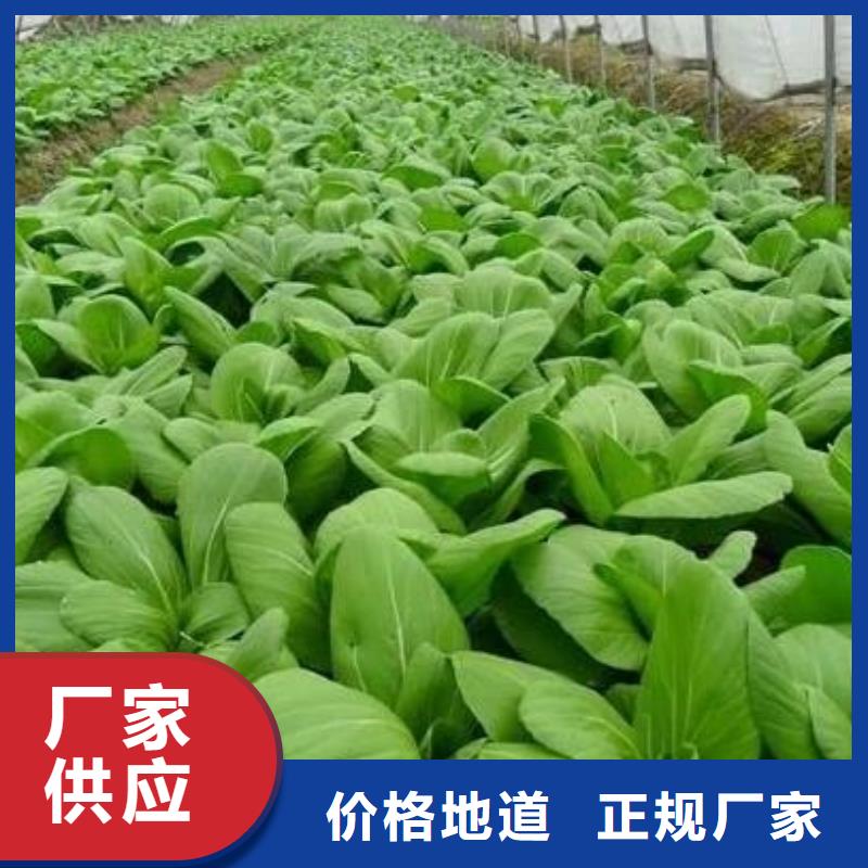 台前阳谷聊城发酵有机肥土壤均衡营养