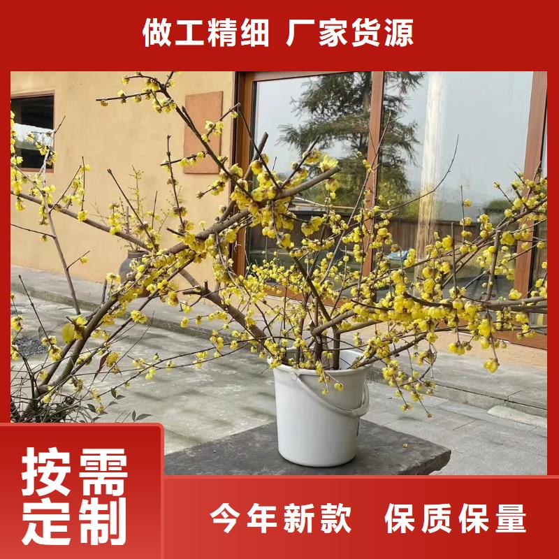 生态稻草漆施工价格质优价廉