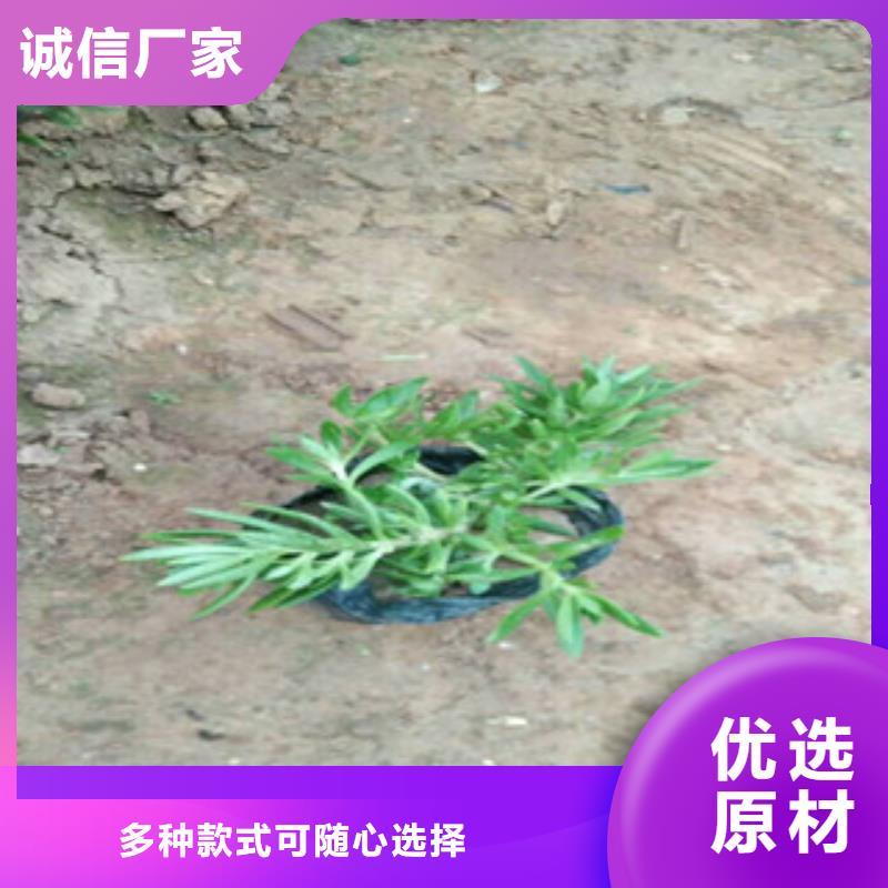 时令草花耐寒耐旱草花基地经验丰富品质可靠