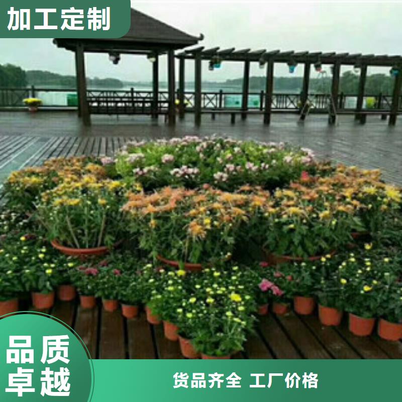 时令草花花海景观工程安装简单