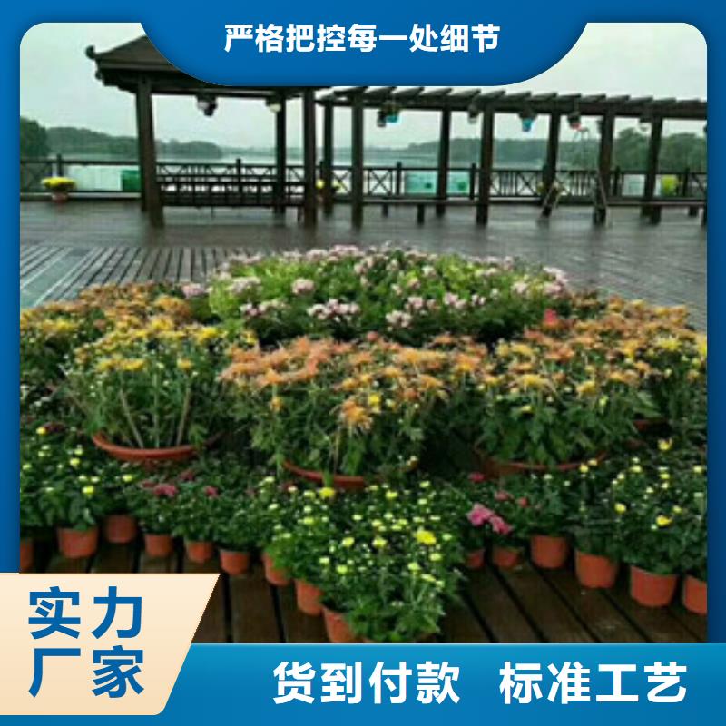 时令草花耐寒耐旱草花基地专业生产品质保证