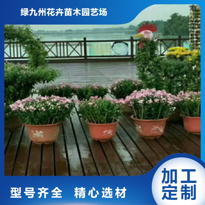 【时令草花】宿根花卉基地好品质用的放心